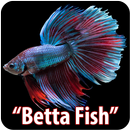 Betta Fish Collection APK