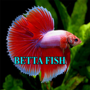 Betta Fish Gallery APK