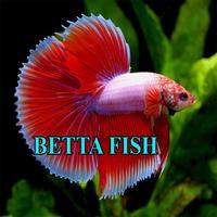 Betta Fish Gallery Affiche