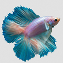 Betta Fish Wallpaper APK