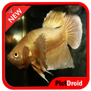 Fond d'écran de Poisson Betta APK