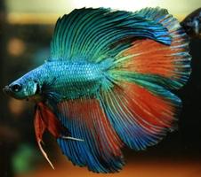 Betta Fish Wallpaper اسکرین شاٹ 1