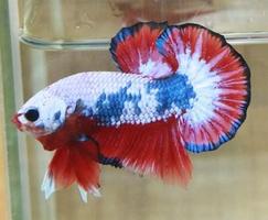 Betta Fish Wallpaper اسکرین شاٹ 2