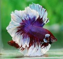 Betta Fish Wallpaper اسکرین شاٹ 3