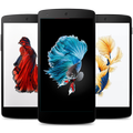 Betta Fish Wallpapers