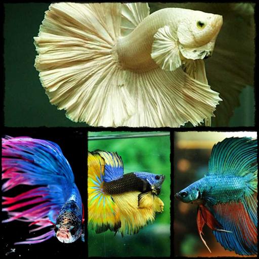 78+ Gambar Animasi Ikan Cupang HD 78+ Gambar Animasi Ikan Cupang HD