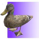 Feed the Duck 3D APK