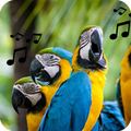 Set Alarm Bird Sound