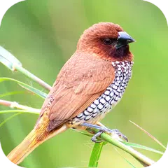 Bird Wallpaper HD アプリダウンロード