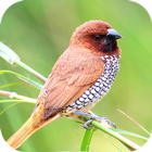 Bird Wallpaper আইকন
