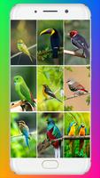 Bird Wallpaper Cartaz