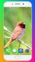 Bird Wallpaper اسکرین شاٹ 2