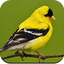 Bird Wallpaper HD aplikacja