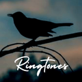 Bird Ringtones