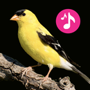 Sonneries et Sons Oiseaux mp3 APK