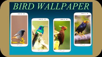 Bird Wallpaper Cartaz