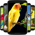 bird wallpaper