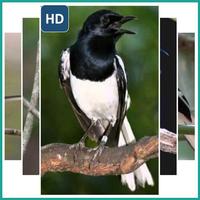 Bird Wallpaper Kacer স্ক্রিনশট 1