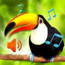 Birds Sounds Ringtone-APK