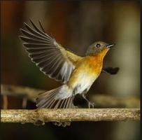 2 Schermata cinguettio degli uccelli