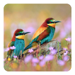 ”Birds Live Wallpaper