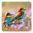 Chim Hình Nền Động APK