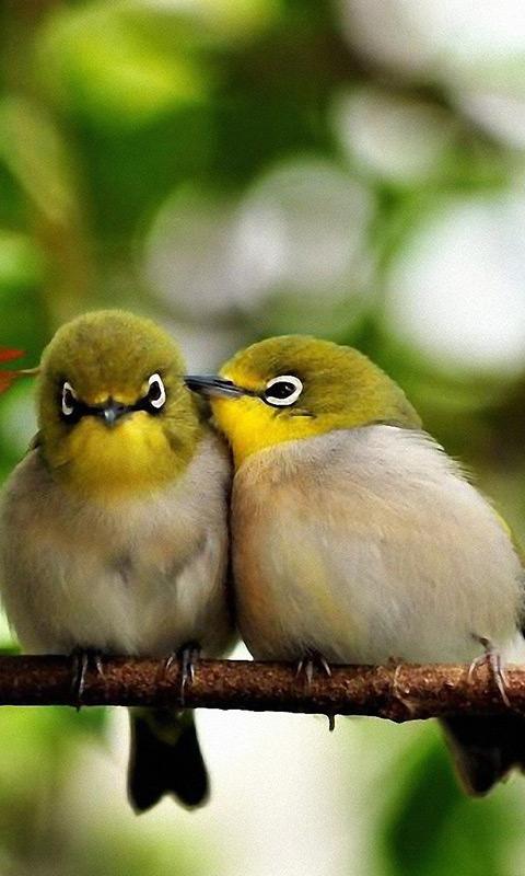 Birds Live Wallpaper APK  for Android – Download Birds Live Wallpaper  APK Latest Version from 