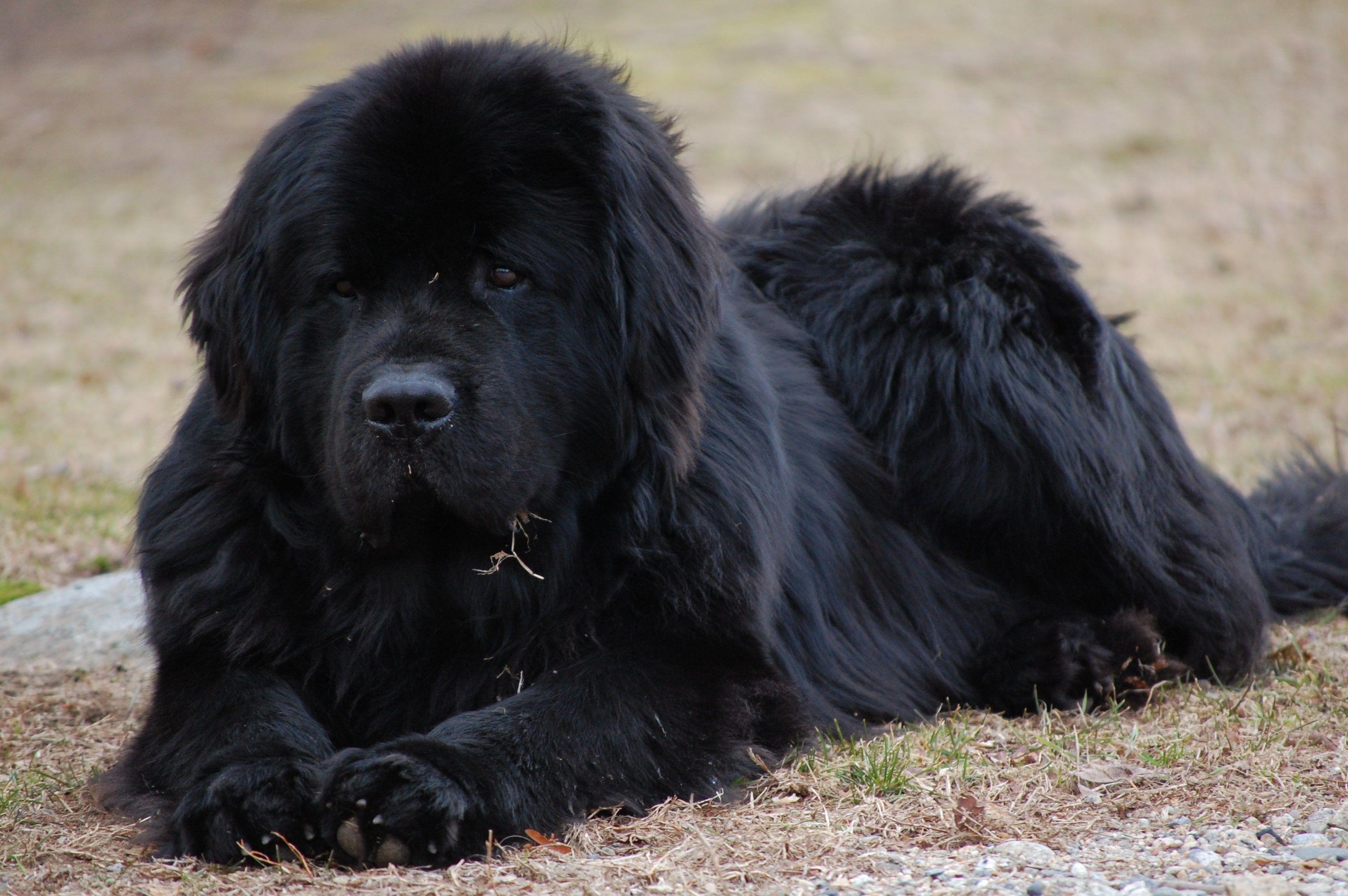 Крупная черная порода. Ньюфаундленд. Ньюфаундленд собака. Ньюфаундленд (порода собак). Собака водолаз ньюфаундленд.