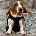 Basset Hound Dog Wallpapers