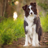 Border Collie Dog Wallpapers