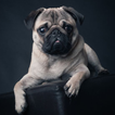 Cute Pug Dog Wallpapers