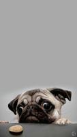 Cute Pug Dog Wallpapers Screenshot 1