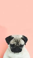 Cute Pug Dog Wallpapers Screenshot 3