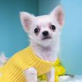 Chihuahua Dog Wallpapers