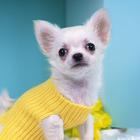 Chihuahua Dog Wallpapers আইকন