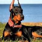 Doberman Pinscher Wallpapers icon