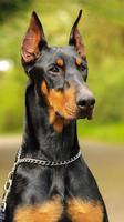 Doberman Pinscher Wallpapers poster