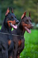 Doberman Pinscher Wallpapers screenshot 2