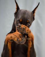 Doberman Pinscher Wallpapers screenshot 3