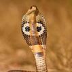 Indian Cobra Snake Wallpapers