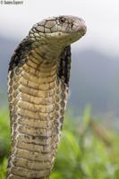 King Cobra Snake Wallpapers 海报