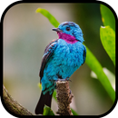 Birds Wallpapers APK