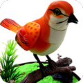 100+ Bird Sound Ringtone