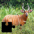 Amusing Nature Puzzles
