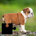 Dog Puzzles
