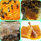 cultivo de abelha ícone