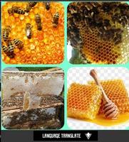 cultivo de abelha imagem de tela 1