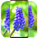 Blue Flower Wallpaper-APK