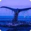 Blue Whale Wallpaper APK