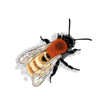 Bee Trail ícone